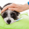 犬の体温計！おすす…