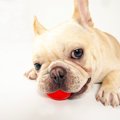 犬がおもちゃを離し…