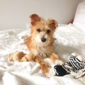 保護犬との出会い。…