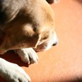 犬のため息に現れる…