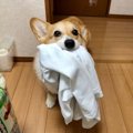 「持ってきました」…