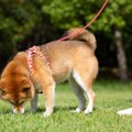 愛犬との散歩は歩く…