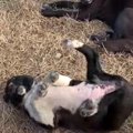 調子に乗りすぎて…お…