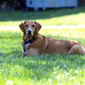 犬が逃げたときの探…