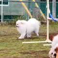 ドッグランで『完全…