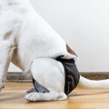 犬が『生理』になっ…