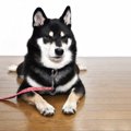 犬が命を落とすかも…