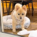赤ちゃんと犬を連れ…