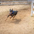 犬が散歩中に『走り…