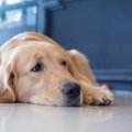 犬が『我慢』をして…