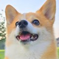 朝、散歩を全力で楽…