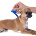 犬のバルトネラ症の…