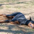 犬がウンチを体にこ…