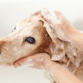 犬に『人間用シャン…