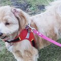 簡単にできる愛犬の…