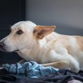 犬が『本気でビビッ…