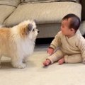 犬が『赤ちゃんを遊…