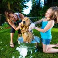 犬がお風呂を嫌がる…