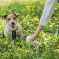 犬の『超危険なウン…