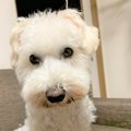 愛犬に聞いた「うち…
