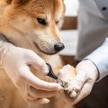 柴犬の爪切り、頻度…