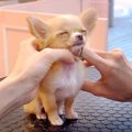 小さな子犬が『初ト…