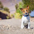犬が飼い主から逃げ…