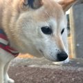 散歩中の犬が『小学…
