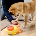 押したらオヤツが出…