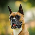 犬の断耳とは？その…