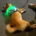 夜、お散歩していた…