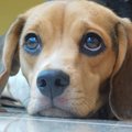 なぜ犬は人間に甘え…