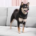 犬が部屋を徘徊する…