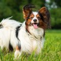 毛が長い犬種４選！…