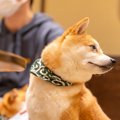 犬が飼い主の『ダメ…