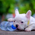 犬が遊べるペットボ…