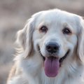 犬に正しく気持ちを…