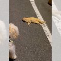 犬が散歩中に『落ち…