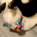遊んでいる犬2匹を撮…