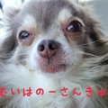 これで安心♪ わんち…