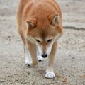 犬が『足を引きずる…