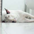 やめてほしい！犬が…