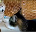 「ワンッ」っていっ…