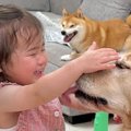 娘と柴犬を連れて実…