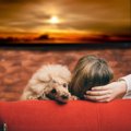 犬にとって理想的な…