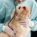 動物病院で犬の心拍…