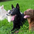犬のしつけについて…