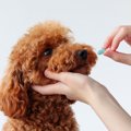 犬用の「抗生物質」…