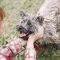褒めて育てる！犬の…
