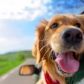 車が苦手なわんちゃ…